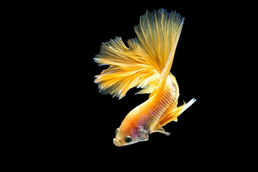 ... Goldfish Full HD Wallpaper and Background | 1920x1200 | ID:378741 ...