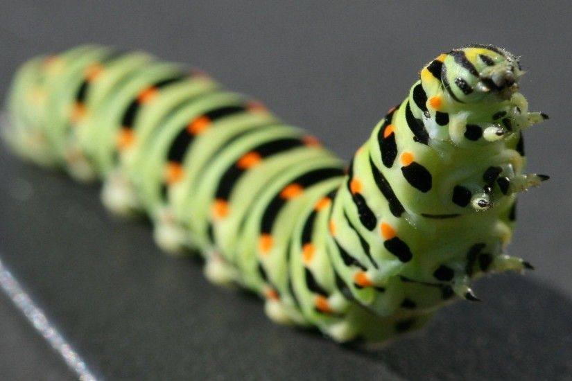 caterpillar black striped crawl