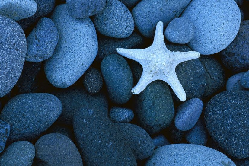 2560x1600 Wallpaper starfish, stones, coast, gray, smooth