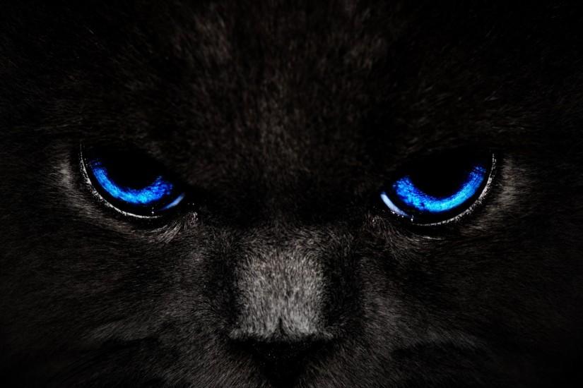 Black Cat Blue Eyes | High Quality Wallpapers,Wallpaper Desktop,High .
