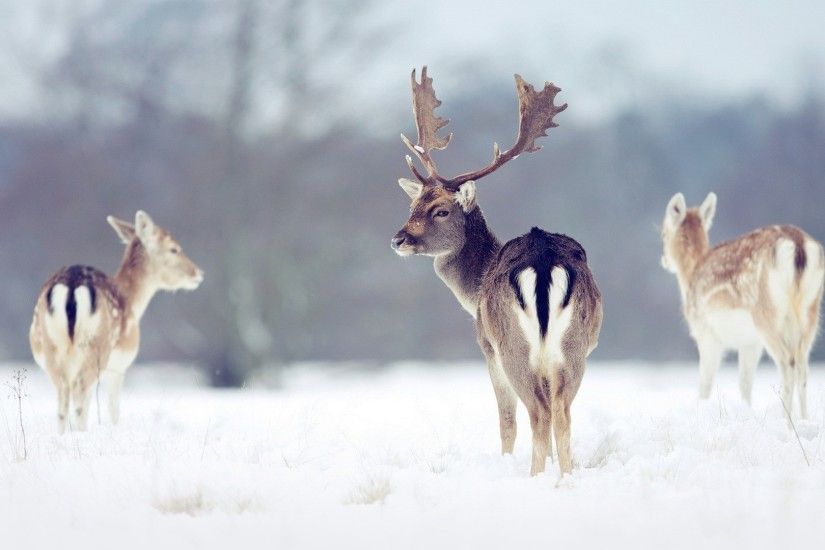 snow wallpaper deer. Â«Â«