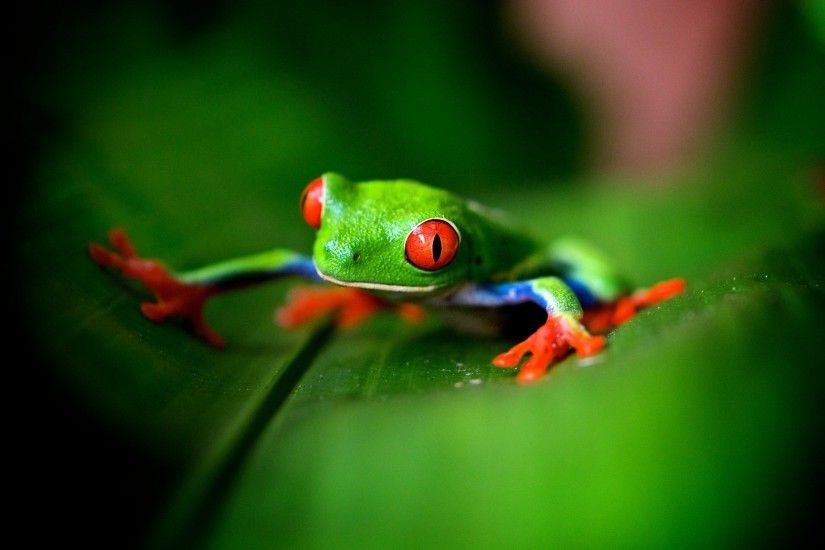 Cute Green Frog Wallpapers - 2048x1152 - 429641
