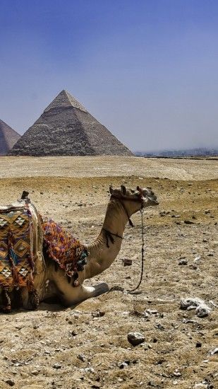 1440x2560 Wallpaper camel, pyramids, egypt