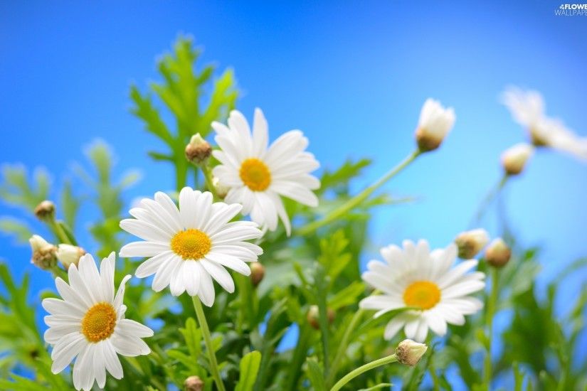 daisy, Blurry Background, Flowers
