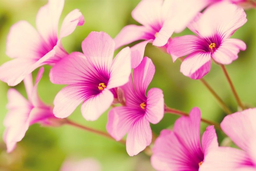 pretty flowers images and wallpapers Download