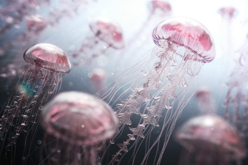 Jellyfish Digital Artwork