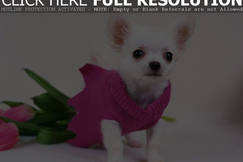 free chihuahua puppy wallpaper for desktop HD PC Laptop background