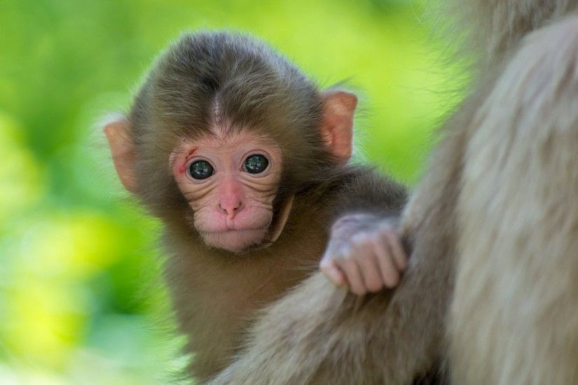 Baby Animals - Baby Monkey Wallpapers Image Animal for HD 16:9 High  Definition 1080p