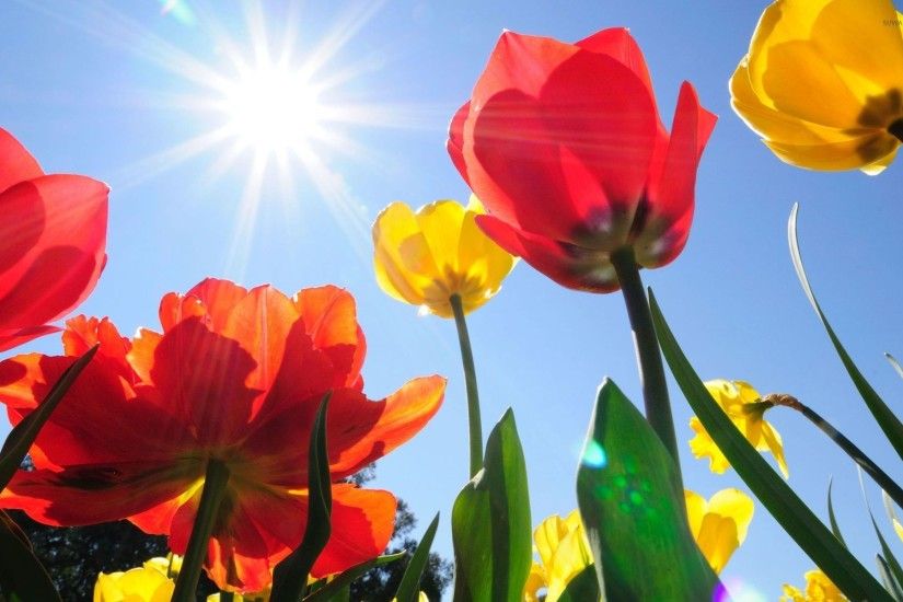 Yellow and red tulips rising to the sun wallpaper - Flower .
