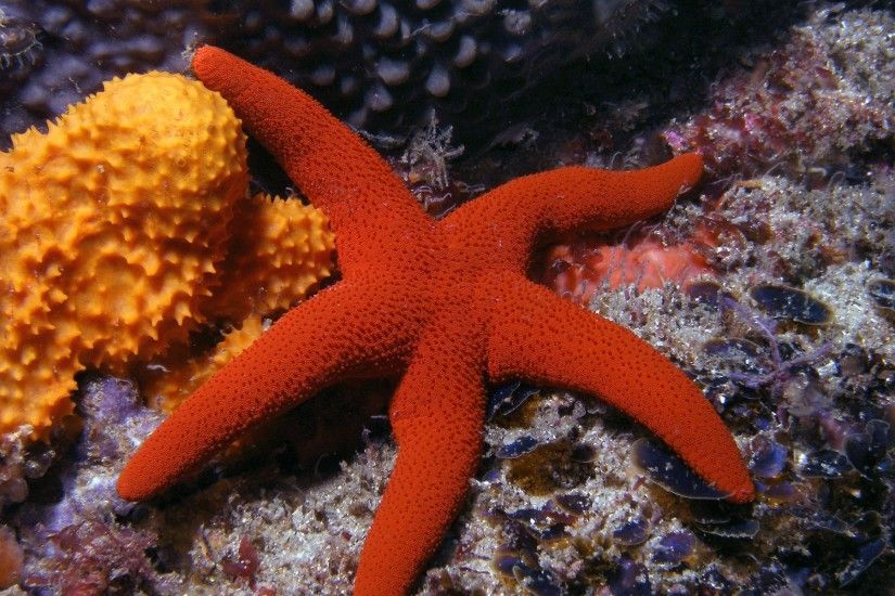 High Quality starfish