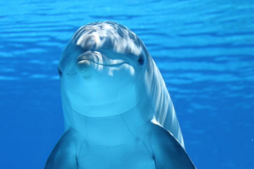 Preview wallpaper dolphin, underwater, mammal 1920x1080