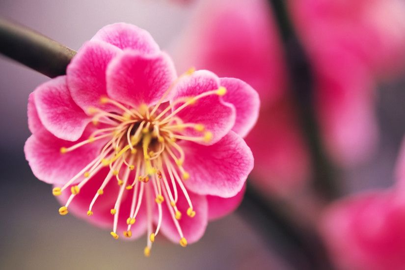 Beautiful Pink Sakura Flowers Wallpaper Images HD Free #202937834 Wallpaper