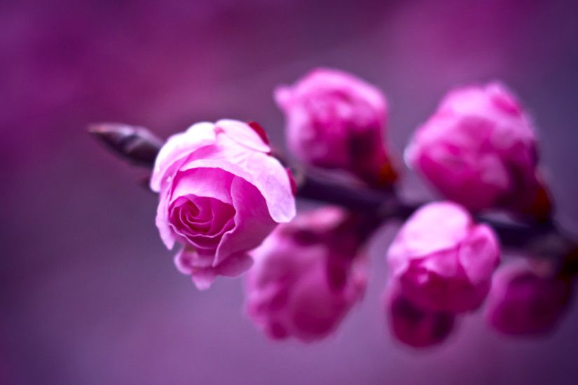 Purple images Purple Rose HD wallpaper and background photos