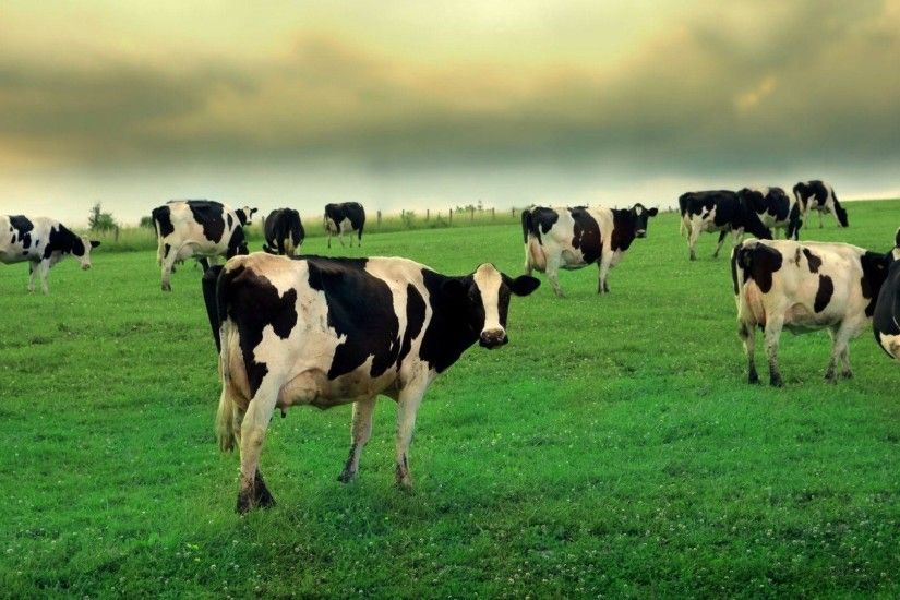 cow herd grass grazing Wallpaper 1920x1080 | Hot HD Wallpaper
