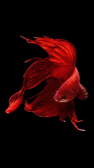 Betta Fish iPhone 6 And iPhone 6s Wallpaper HD