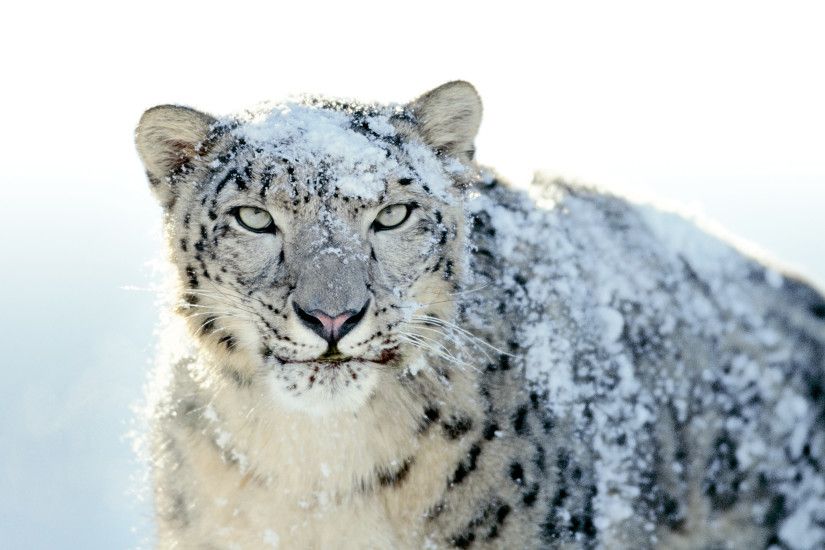 Big Cat Snow Leopard Â· HD Wallpaper | Background ID:78068