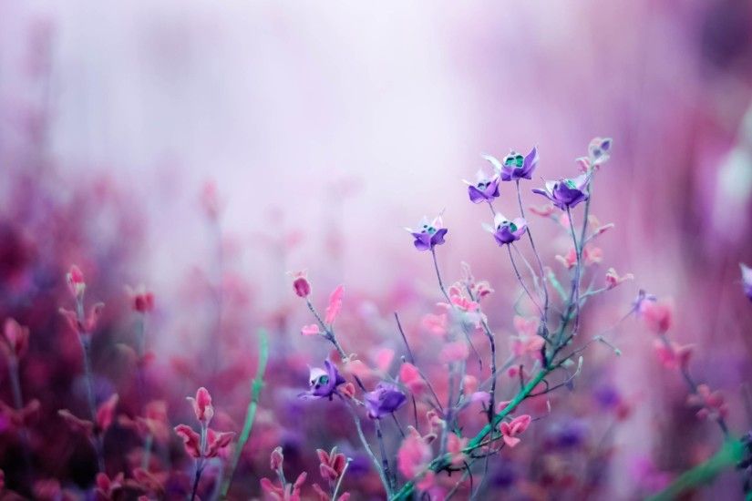 1920x1080 Pink And Purple Flower Backgrounds - Wallpaper Cave ÃÂ·  wallpapercave.com