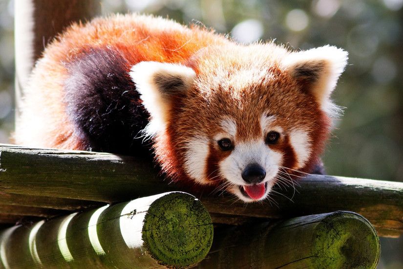 Red Panda Sitting Around Desktop Background. Download 2560x1600 ...