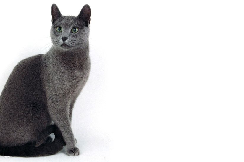 hd pics photos best gray cat white background nice awesome hd quality  desktop background wallpaper