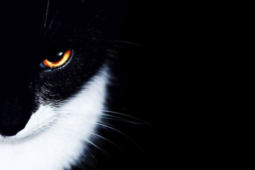 White Cat Wallpapers - Full HD wallpaper search - page 2