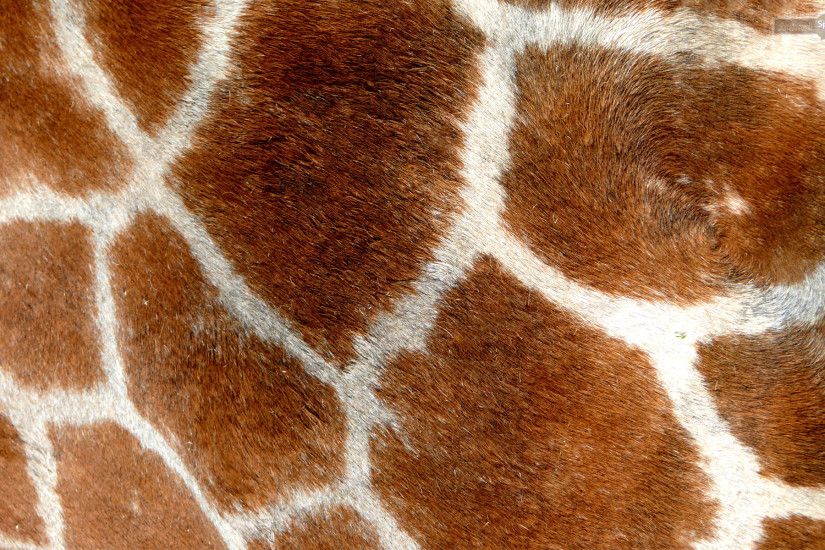 Best Giraffe Wallpapers and Backgrounds