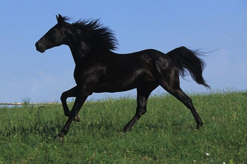 wallpaper.wiki-Black-Horse-Backgrounds-PIC-WPE005543