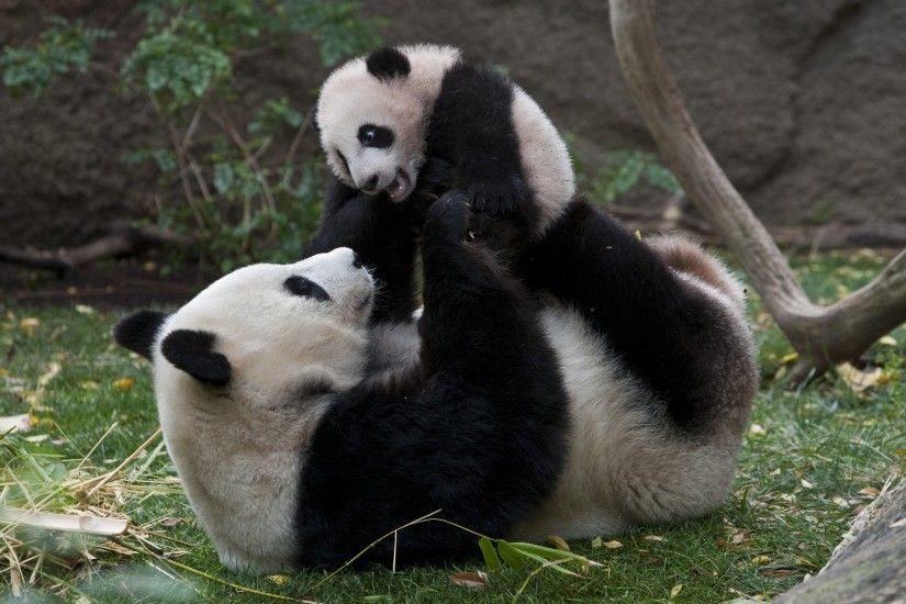 Panda pandas baer bears baby cute (2) wallpaper | 2250x1500 | 364432 |  WallpaperUP
