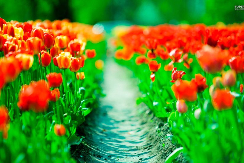 Tulip Flowers HD Wallpapers free download | HD Wallpapers | Pinterest |  Wallpaper and Wallpaper free download