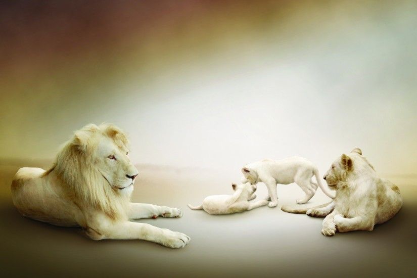 Animal - White Lion Cub Cute Wallpaper