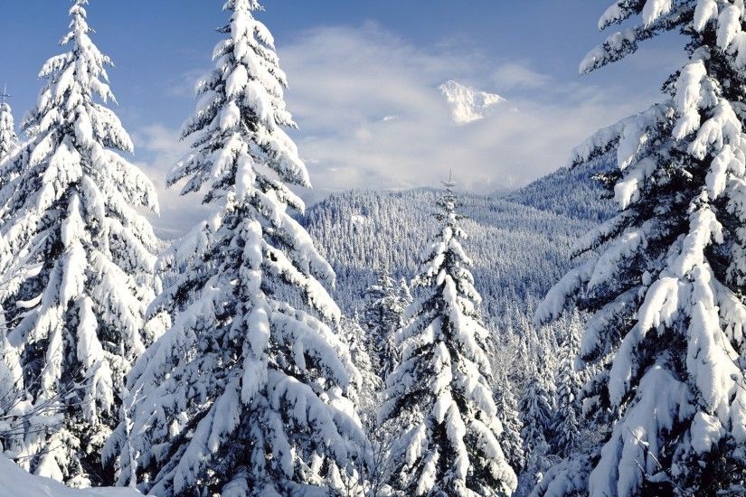 Close-Up Of Pine Trees Covered In Snow HD desktop wallpaper : High .