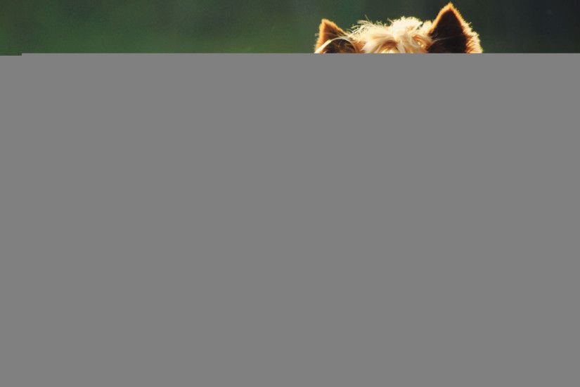 Beagle Dogs Yorkshire Terrier On Leash Wallpaper with 1920x1280 Resolution