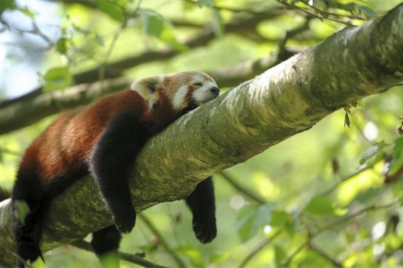 lazy red panda wallpaper 15736