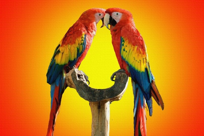 ã2017ã Cute Love Bird Colorful Parrot HD Wallpapers