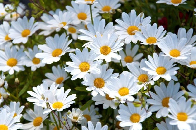 Coll White Daisy Flowers Background
