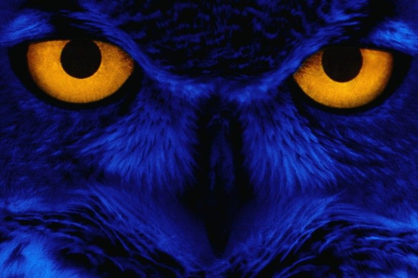 Cool Owl Wallpapers (71 Wallpapers)