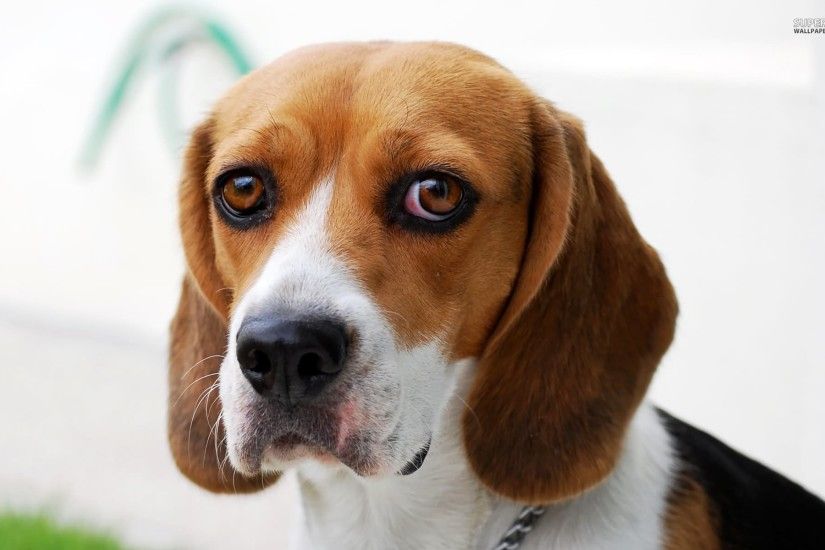 Beagle Dog Face Closeup Picture