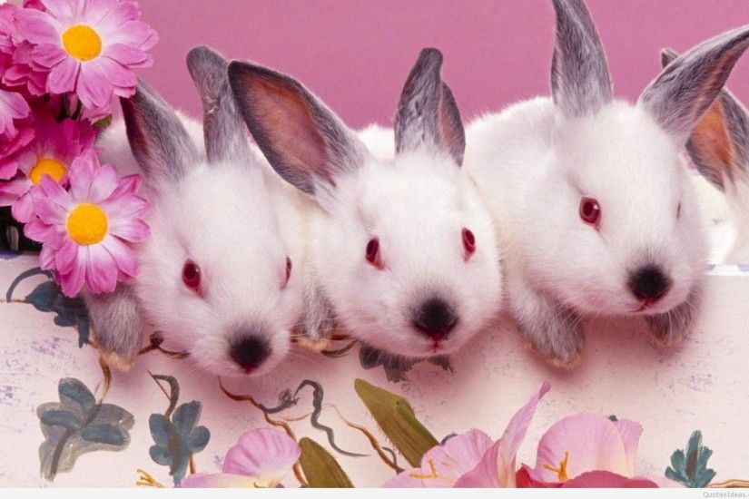 ... cute-bunnies-easter-wallpaper-1920x1200 ...