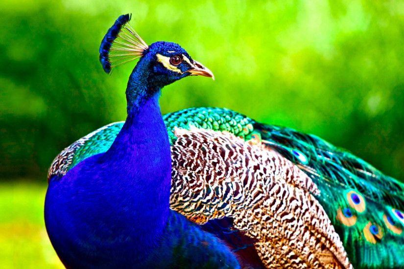 ... Full HD 1080p. Most Beautiful Peacock Wallpapers