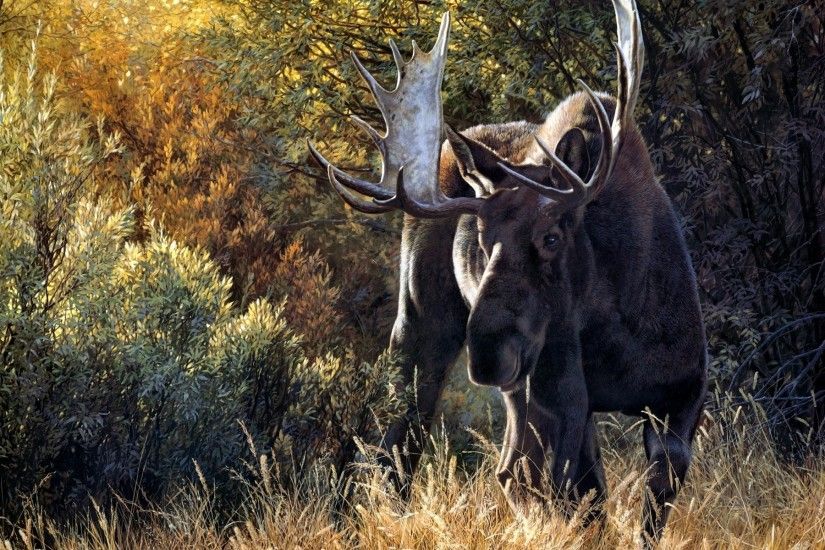 Bull Moose Profile Wallpaper