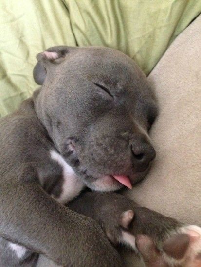 7 week old blue-nose pitbull likes to sleep with his tongue out - Imgur