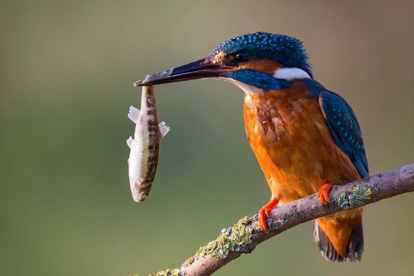 kingfisher feeding. Â«Â«