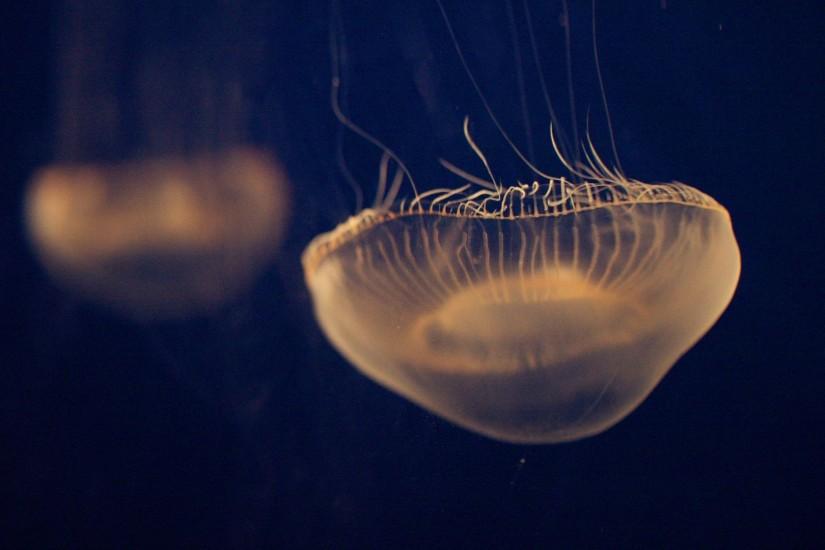 Jellyfish Android Wallpapers HD with High Resolution Wallpaper