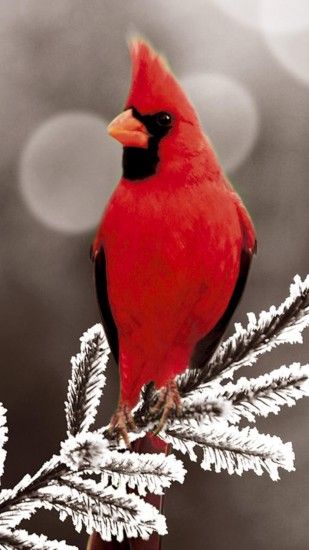 1440x2560 Wallpaper cardinal red, branch, bird