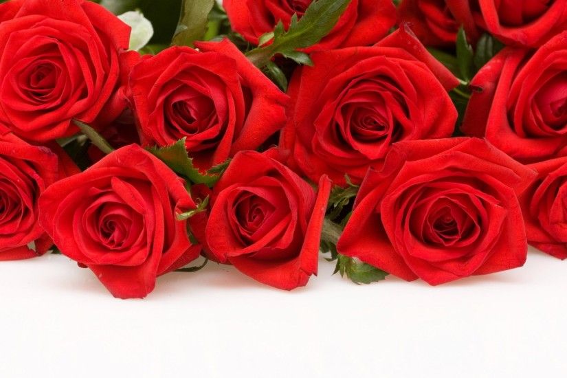 Red Roses Wallpaper Backgrounds | Red Roses HD Wallpaper, Flowers HD  Widescreen Wallpapers 1920 1080