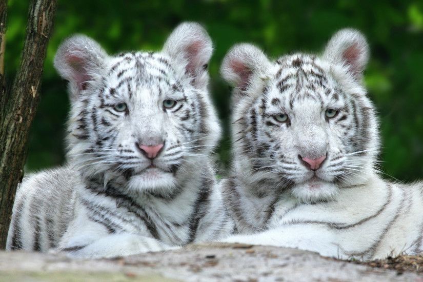 baby white tiger wallpaper which is under the tiger wallpapers .