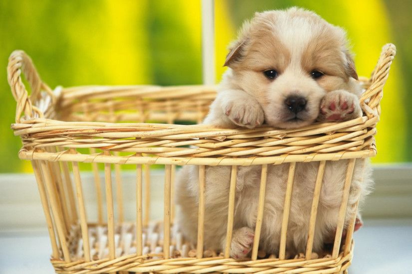 Cute Puppy Dog Wallpapers Image