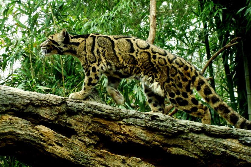Clouded_Leopard_by_Cowgirlsplash