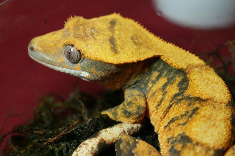 Cute Crested Gecko