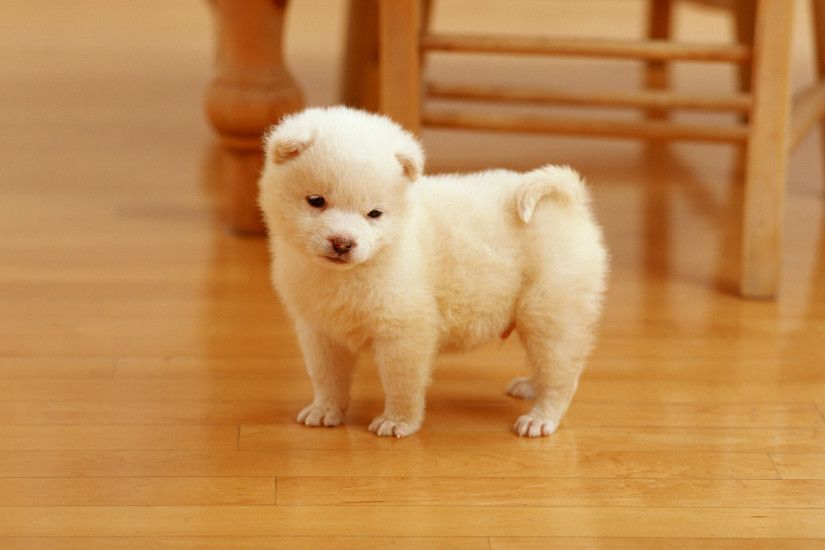 Cutest Puppy