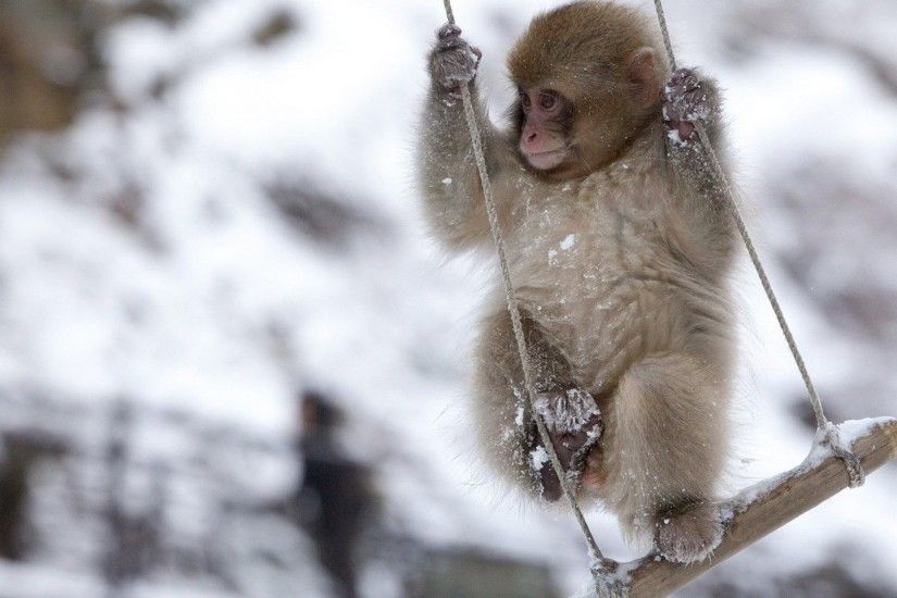 Fun Monkey Swing Snow Mood Animals Winter Baby Animal Pictures With Quotes  - 1920x1200